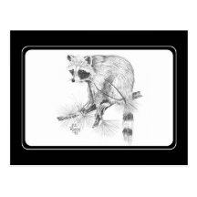Raccoon Postcard