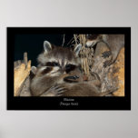 Raccoon Poster Print