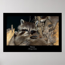 Raccoon Poster Print