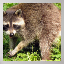Raccoon Poster Print