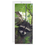 Raccoon rack cards