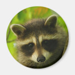 raccoon refrigerator magnets