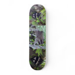 Raccoon skateboards