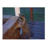Raccoon Standing on Back Porch Postcards