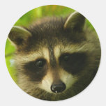 raccoon stickers