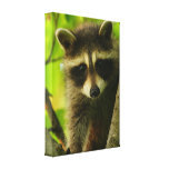 raccoon stretched canvas print