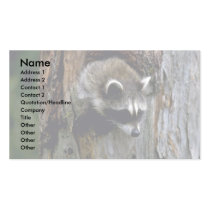 Raccoon-Summer-youngster in hollow tree business cards