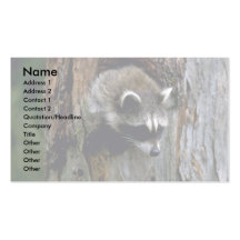 Raccoon-Summer-youngster in hollow tree Business Card Template