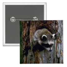 Raccoon-Summer-youngster in hollow tree Button