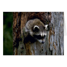 Raccoon-Summer-youngster in hollow tree Greeting Cards