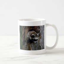 Raccoon-Summer-youngster in hollow tree Mugs