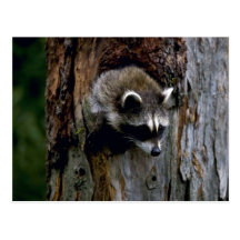 Raccoon-Summer-youngster in hollow tree Postcards