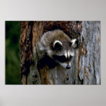 Raccoon-Summer-youngster in hollow tree Posters
