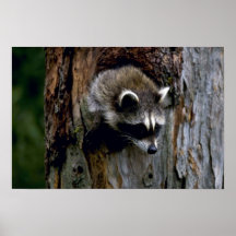 Raccoon-Summer-youngster in hollow tree Posters