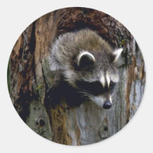 Raccoon-Summer-youngster in hollow tree Round Sticker