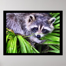Raccoon Wildlife Photography Posters