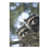 Raccoons Procyon Lotor) of Fish Lake, Central