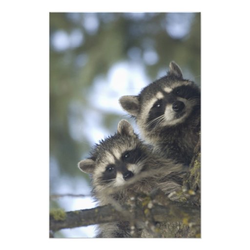 Raccoons Procyon Lotor) of Fish Lake, Central Art Photo