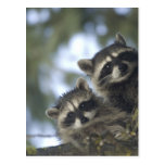 Raccoons Procyon Lotor) of Fish Lake, Central Post Cards
