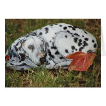"Raccorde" la carte de roche de chien