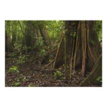 Racines de contrefort. Forêt tropicale, Mapari Rup Photographies D’art