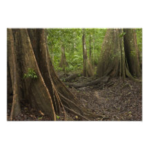 Racines de contrefort. Forêt tropicale, Mapari Rup Photo Sur Toile