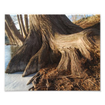 Racines de Cypress Tirage Photo