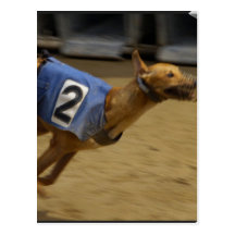 Racing Greyhound Postcard