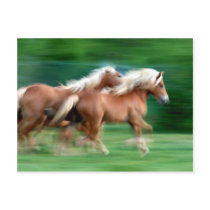 Racing Palomino Horses Postcard