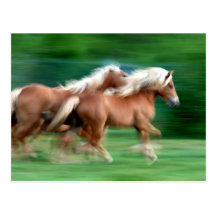 Racing Palomino Horses Postcard