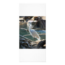 rack card template, egret photograph