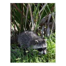Racoon Baby Postcard