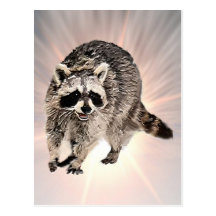Racoon plain Greeting Card Post Cards