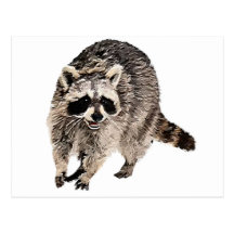 Racoon plain post cards
