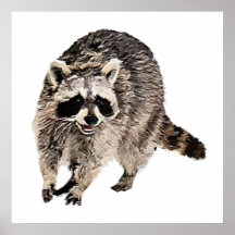 Racoon plain Poster 24x24"