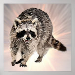 Racoon plain Poster 24x24"