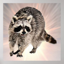 Racoon plain Poster 24x24"