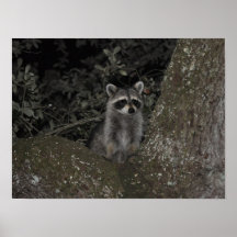 Racoon Poster Print