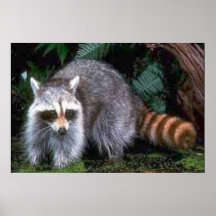 Racoon Posters