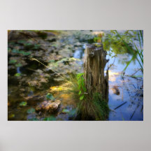 Racoon Springs Poster