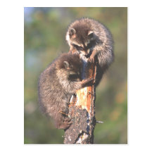 Racoons on Stump Post Cards