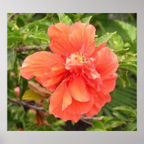 Radiant Hawaiian Hibiscus Flower Poster