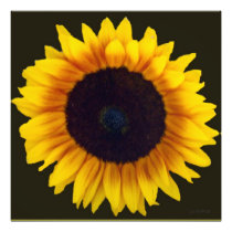 Radiant Sunflower