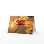 Radiant Water Lily with Spiritual Message cards