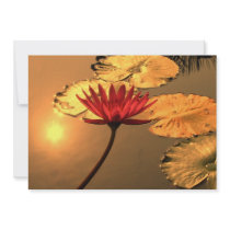 Radiant Water Lily with the Sun Reflecting Invite