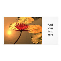 Radiant Water Lily with the Sun Reflecting Personalized Photo Card