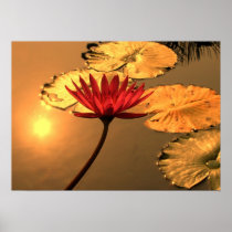 Radiant Water Lily with the Sun Reflecting Posters