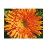 Radiating Sunshine Postcard
