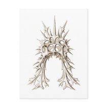 Radiolaria Postcards
