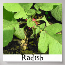Radish Posters